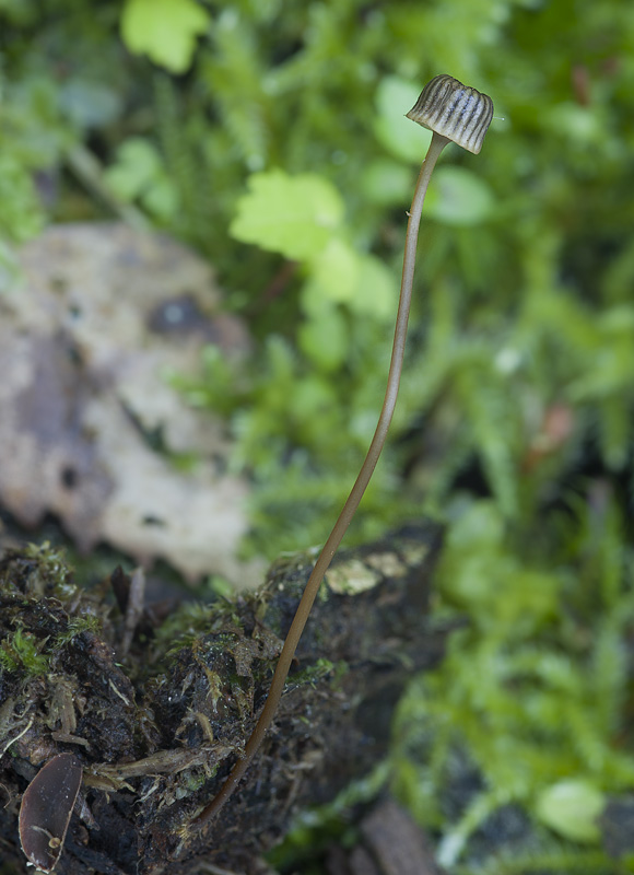 Mycena picta